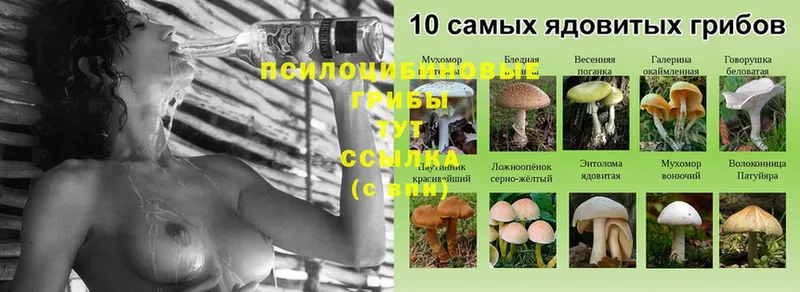 где купить наркотик  Солнечногорск  Галлюциногенные грибы MAGIC MUSHROOMS 